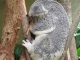 Le koala, dans ce qu'il sait faire de mieux: dormir.