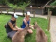 Face de dégoût: un kangourou, ça bave pas &a…