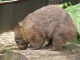 Nous rencontrons aussi le Wombat, animal très massif.