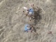 Ces jolis petits crabes bleus courent par millier sur la plage d…