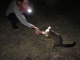Un soir, on se fait un ami opossum qui vient manger dans notre m…