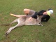 My love story with a kangaroo