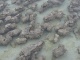 Mine de rien, ces roches sont des stromatolithes, la plus a…