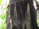 Voici un tronc recouvert des espèces de racines qui serve…