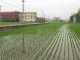 On trouve des rizières en plein milieu des quartiers r&ea…