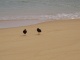 Les oiseaux au bec de carotte.