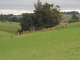 Sur le chemin, des bambis!