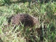 Un petit hérisson/opossum/animal non identifié tro…