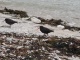 Des Oystercatchers, qui semblent être des huîtriers …