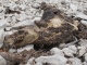 D'autres animaux rencontrés étaient malheureusemen…
