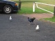 Une genre de poule bleue avec des longues pattes!