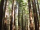 Ce sont ceux-là! Nous sommes dans la Redwoods Whakareware…