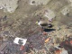 Cet oiseau masqué serait-il en réalité un c…