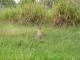 Puis apparait ce petit animal nommé le wallaby. Hon! C'es…