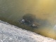 On nourrit aussi les tortues.