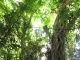 Cet arbre est un figuier étrangleur vieux d'entre 500 et …