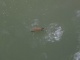 Le premier animal que nous verrons au lever du jour, pas choquan…