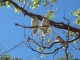Des oiseaux qu'on trouvait bien mignons à première…