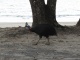 Ce bel oiseau a une crête en bois qui lui permet de foncer…