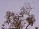 Les fameux oiseaux bruyants