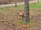 Voici un dingo. Il a l'air terrifiant n'est-ce pas? C'est l'imag…