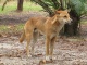 Voici le dingo après bâillement. Cute! C'est un com…