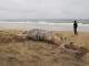 Un autre animal sauvage nous attendait sur la plage, très…
