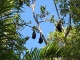 Chauves-souris qui ressemblent à des grappes de fruits et…