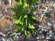 Les feuilles de cette plante ressemblent étrangement &agr…
