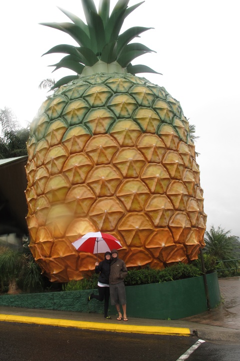 Il pleut, il vente, il fait froid. Le gros ananas nous ré…