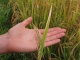 Le riz