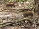 On a eu la chance de voir aussi des cochons sauvages et un buffl…