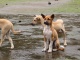 Il y a beaucoup de gentils chiens au village.