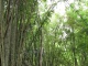 Forêt de bambou juste à côté du «…