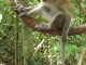 On a la chance d'observer les singes de très près.