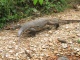 Un gros monitor lizard comme on a vu souvent en Australie. …
