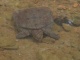 On dirait que cette tortue carrée nous tire la langue.