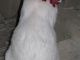 Ce chat est définitivement un spécimen de plage.
…