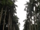 Jardins botaniques
