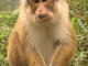 Un singe gothique à moumoutte