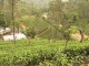 Étant donné que le Sri Lanka est le quatriè…